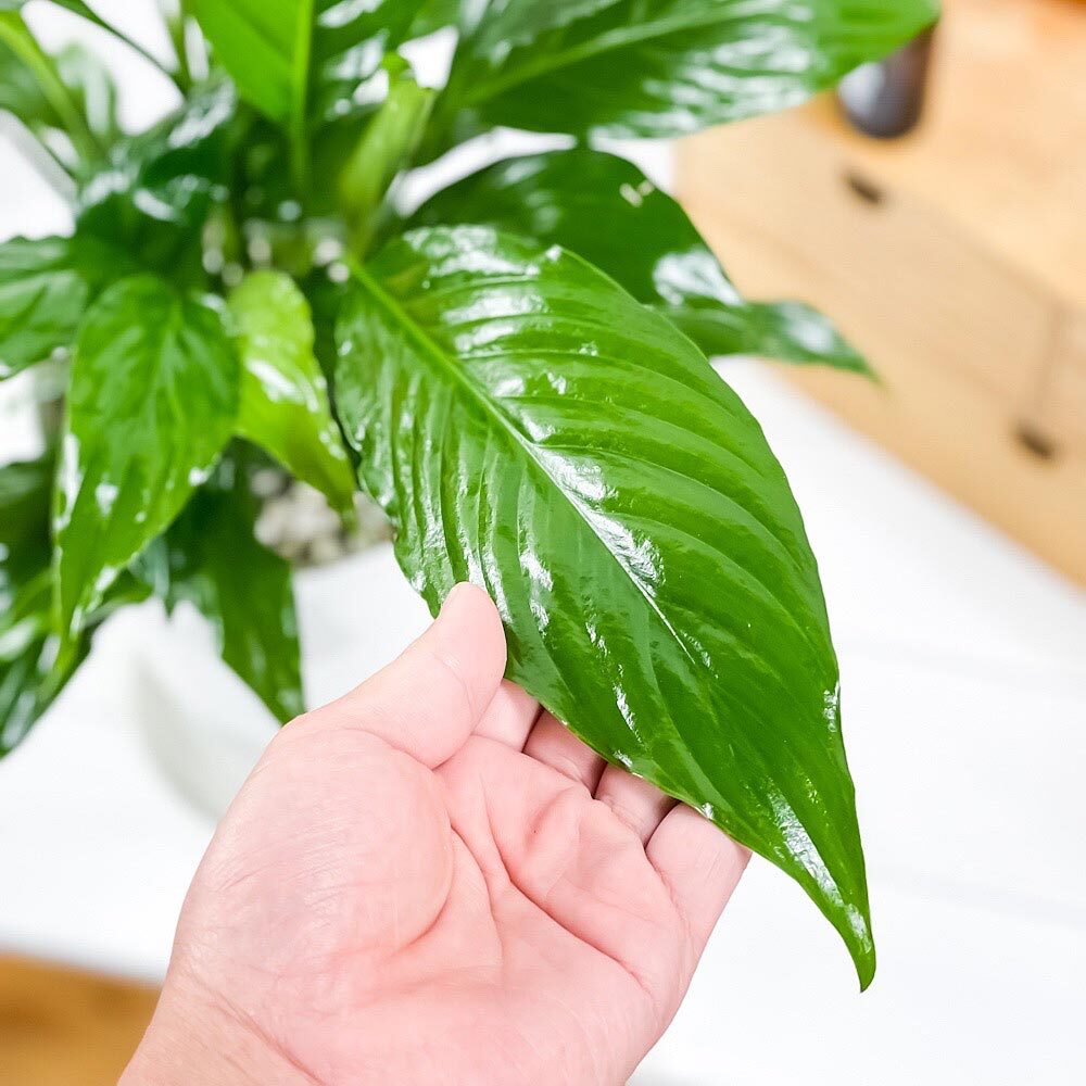 PLANCHU 観葉植物 スパティフィラム 6号鉢 受け皿付き 育て方説明書付き Spathiphyllum hybrids アロイド