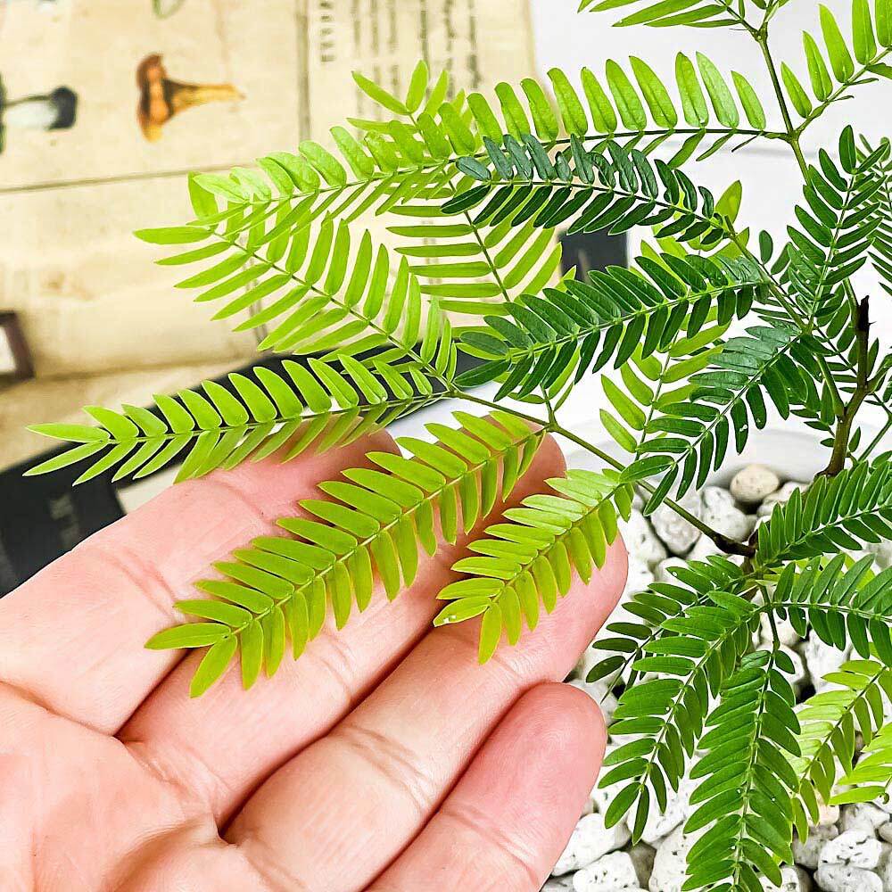 PLANCHU 観葉植物 コヨバ エバーフレッシュ 4号樹脂鉢 ホワイト サスティー付き 受け皿付き 育て方説明書付き Cojoba arborea var. angustifolia アカサヤネムノキ