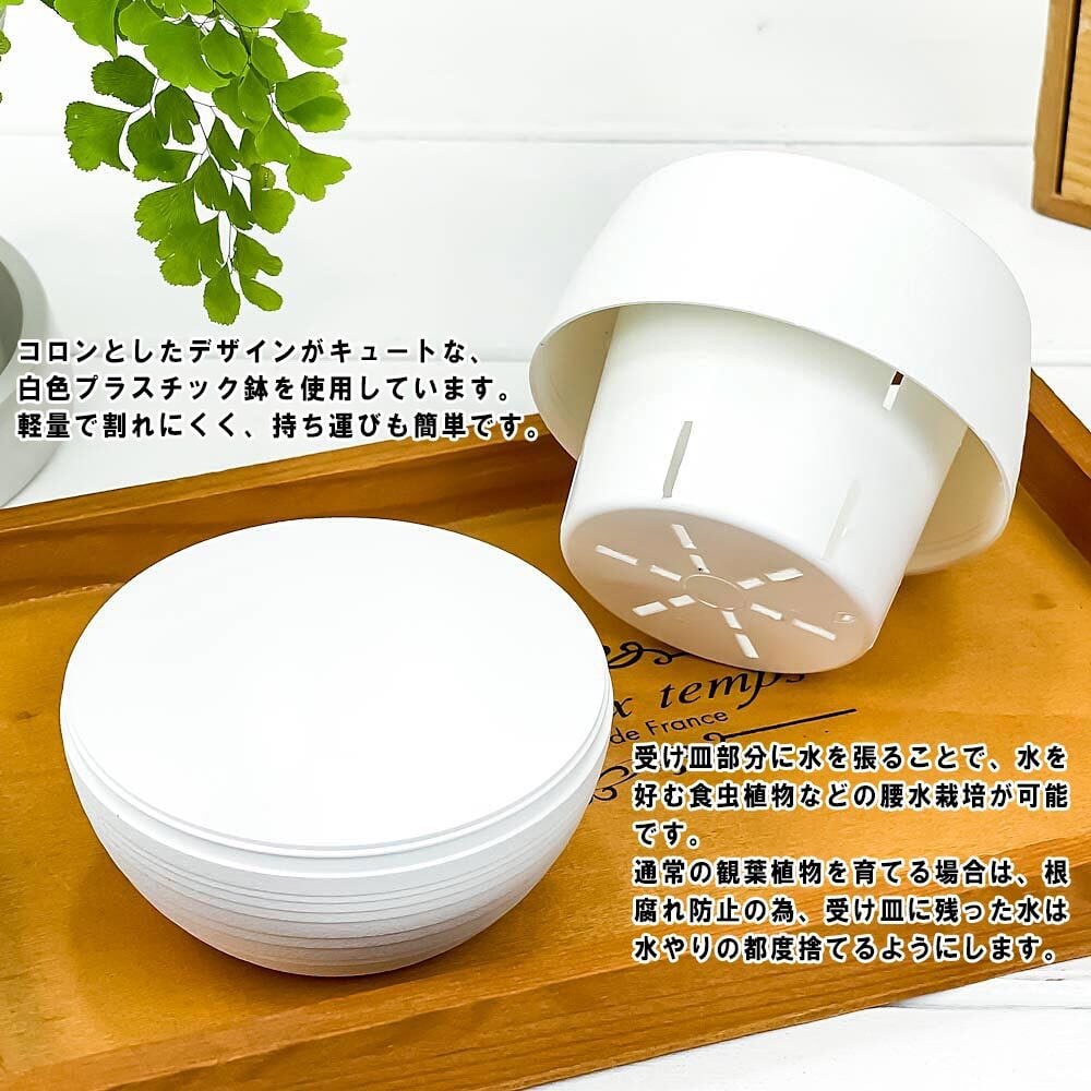 PLANCHU 観葉植物 ピレア ペペロミオイデス 3号丸鉢 受け皿付き 育て方説明書付き Pilea peperomioides パンケーキプランツ