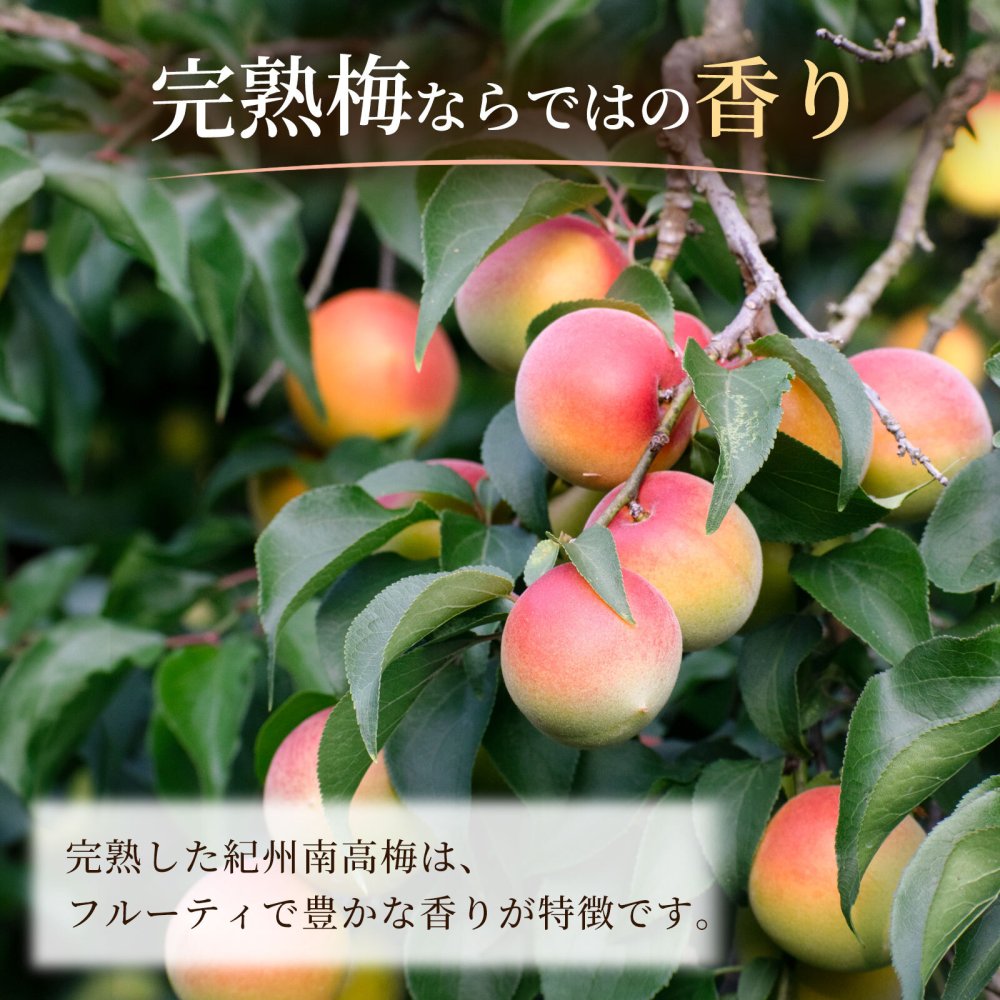 完熟梅ジャム 200g×3個セット 紀州産南高梅使用