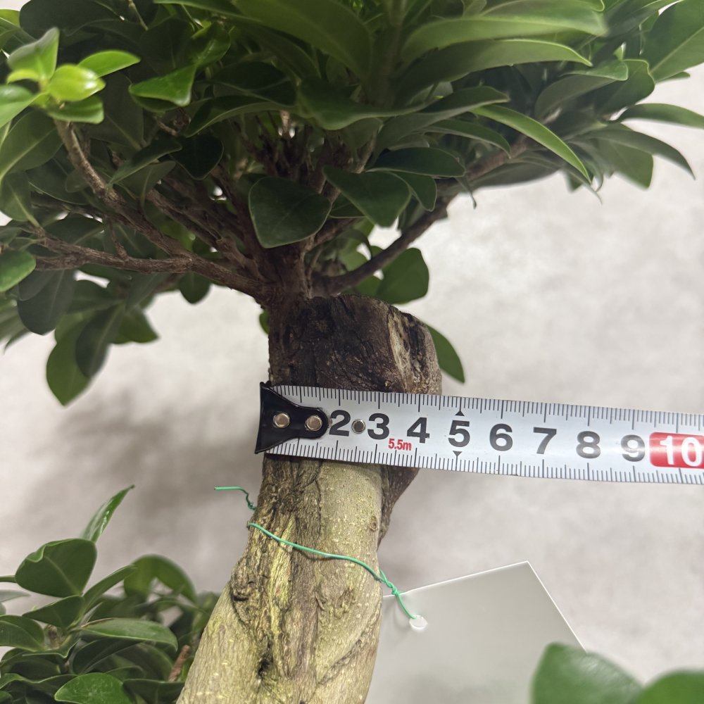ガジュマル 観葉植物 八の字 8号鉢苗 大型 盆栽 末広がりの8の字 室内 珍しい 希少種 多幸の木 幸福をもたらす精霊が住むガジュマルの木 おしゃれなインテリア 結婚祝い 新築祝い 開店祝い 開業祝い 誕生日 母の日 父の日 記念日 プレゼントギフト 肥料別売り 敬老の日
