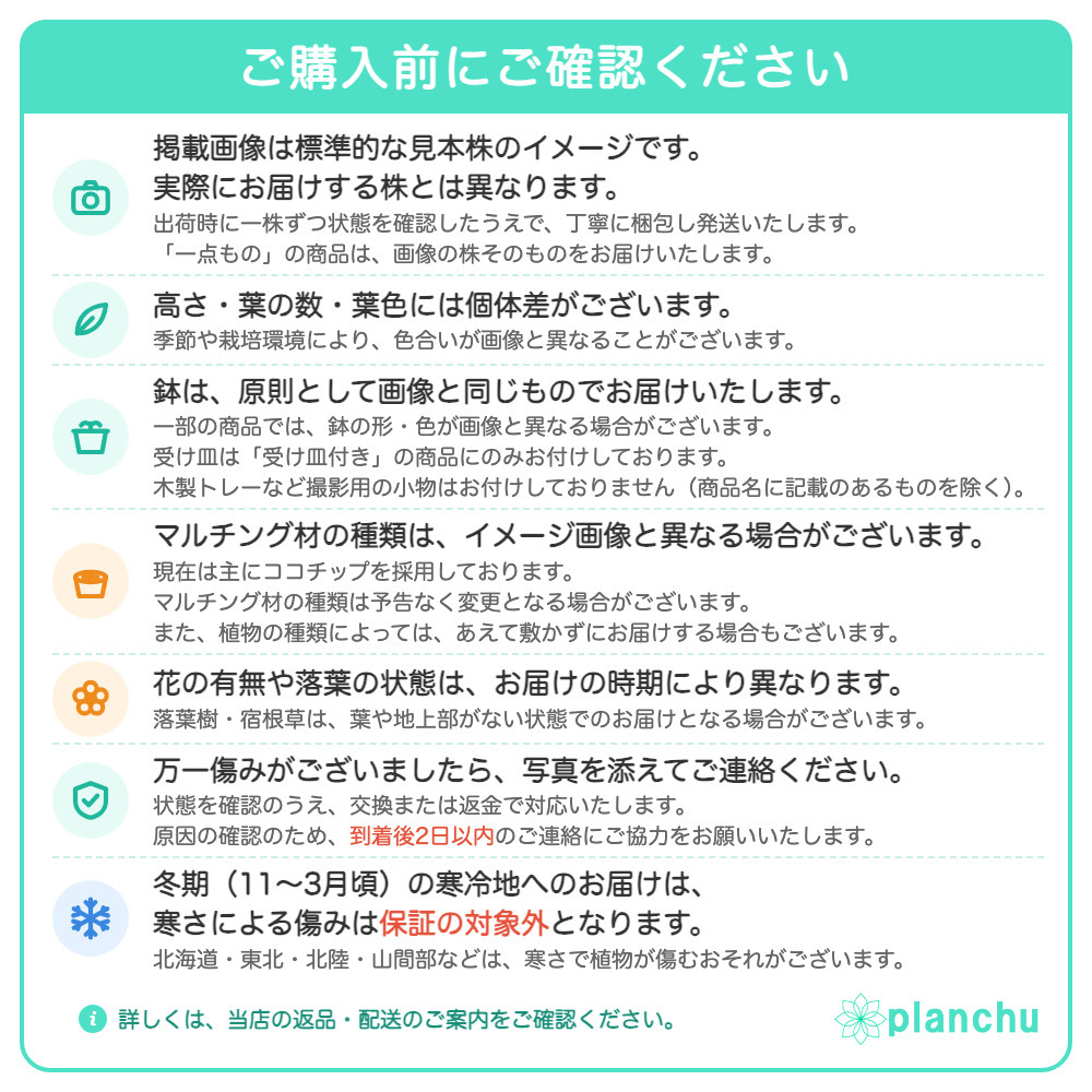 PLANCHU 観葉植物 フィカス ガジュマル ベビーリーフ 4号鉢 受け皿付き 育て方説明書付き Ficus ‘Baby Leaf’ 矮性ガジュマル 精霊の宿る木