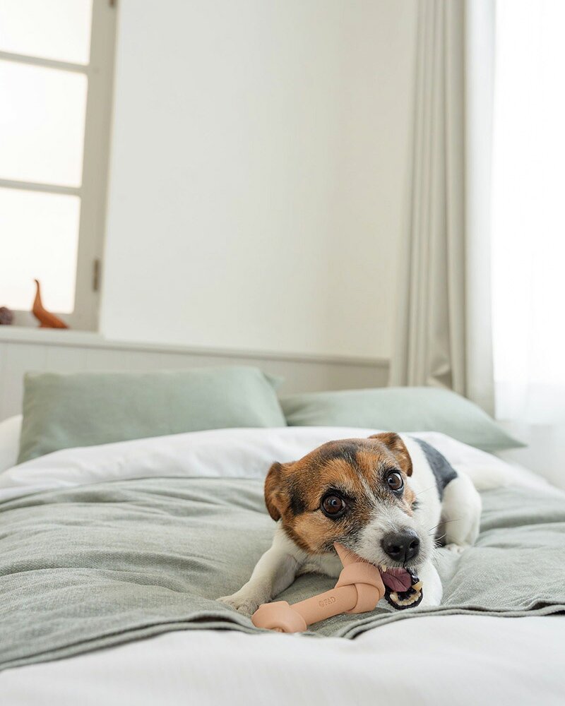 DADWAYPET ダッドウェイペット FAD ファッド レザーボーン 犬用おもちゃ S