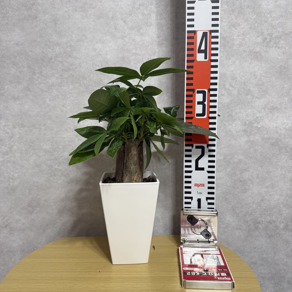 観葉植物 パキラ グラブラ 3本立ち ミニ 卓上 小さい 4号 高さ約35cm 白 スクエア鉢 マネーツリー 育てやすい 耐陰性 インテリア デスク 棚 一人暮らし 誕生日 引っ越し祝い 就職祝い 退職祝い お礼 プチギフト お祝い ギフト プレゼント おしゃれ