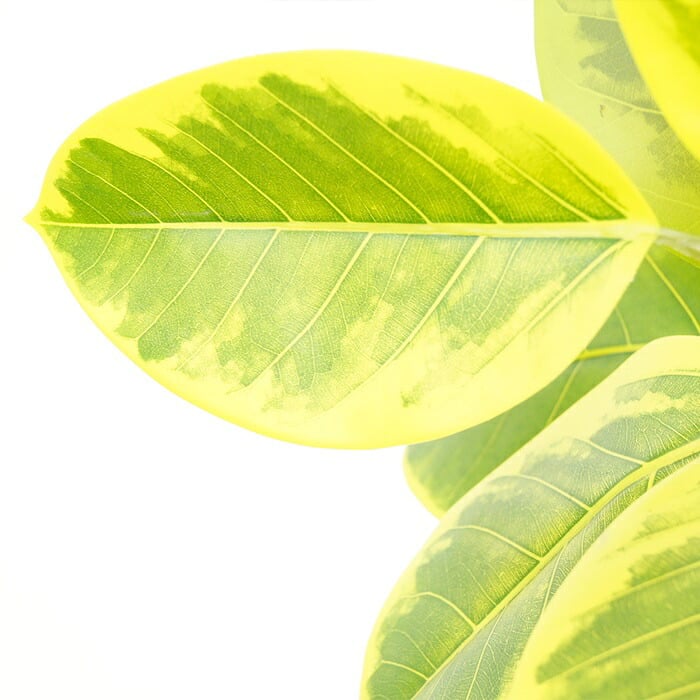観葉植物 造花 フィカス アルテシマ BROWN 全高約190cm 大型 2本立ち フェイクグリーン 高級 本物そっくり リアル おしゃれ インテリア 人工観葉植物 アーティフィシャルグリーン シンボルツリー オフィス 店舗 ホテル 開店祝い 室内 リビング 玄関 風水 ゴムの木
