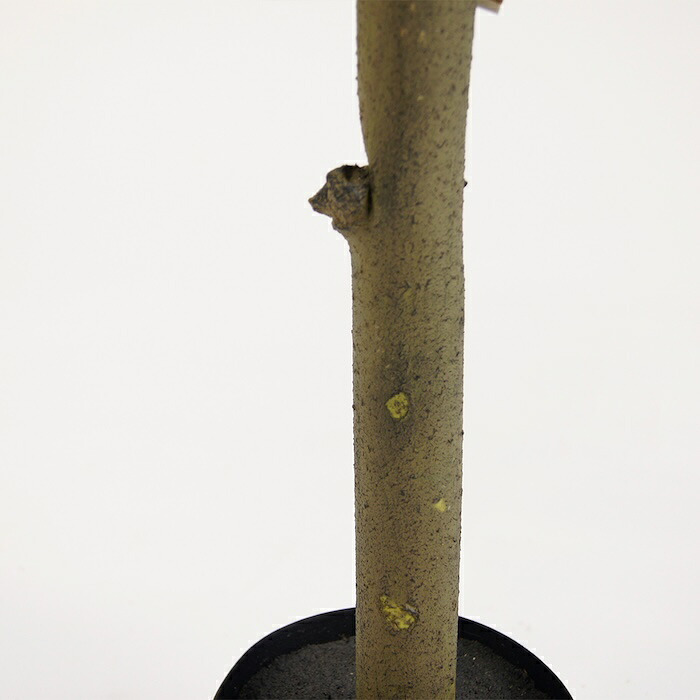 観葉植物 造花 コーヒーの木 BROWN 全高約170cm 大型 スリム フェイクグリーン 高級 本物そっくり リアル おしゃれ インテリア 人工観葉植物 アーティフィシャルグリーン カフェ オフィス 店舗 開店祝い 室内 リビング 玄関 寝室 風水 コーヒーノキ