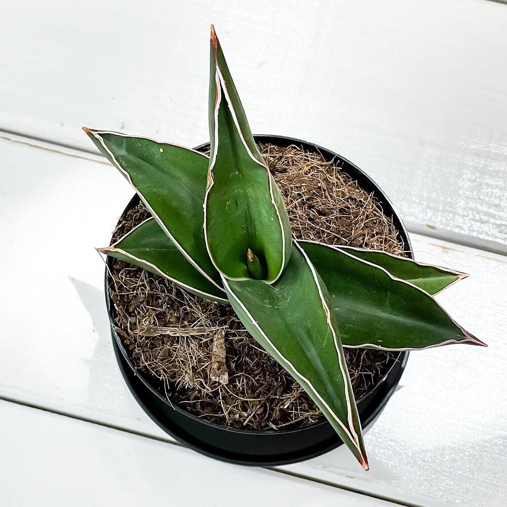 PLANCHU 多肉植物 サンセベリア サムライ ドワーフ 3号鉢 受け皿付き 育て方説明書付き Sansevieria ehrenbergii ‘Samurai Dwarf’ サンスベリア