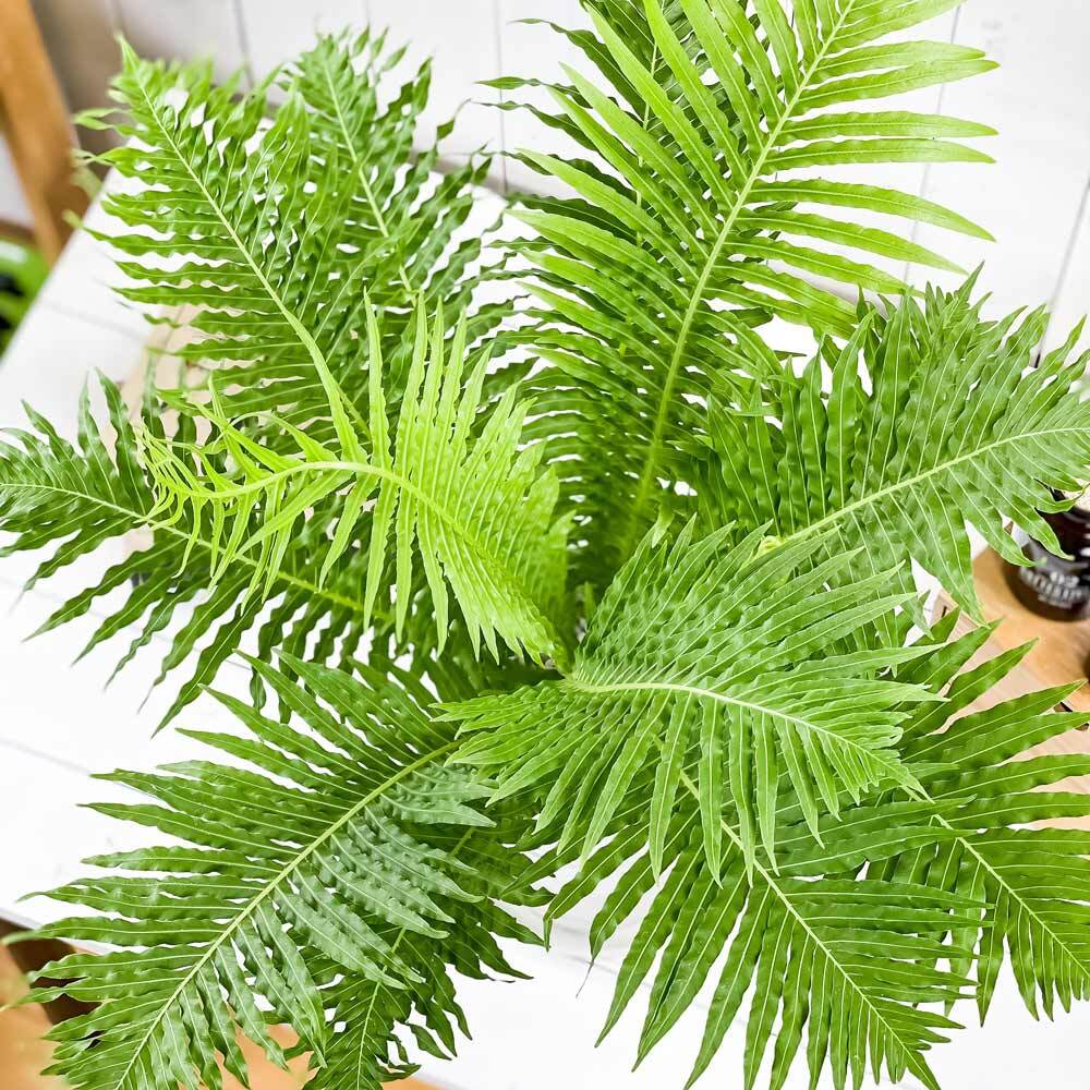 PLANCHU 観葉植物 ブレクナム シルバーレディ 6号鉢 受け皿付き 育て方説明書付き Blechnum gibbum ‘Silver Lady’ シダ植物
