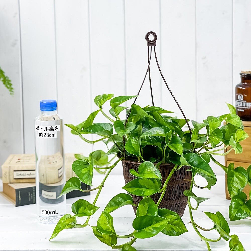 PLANCHU 観葉植物 ポトス グローバルグリーン 5号吊り鉢 育て方説明書付き PVP Epipremnum aureum ‘Global Green’ エピプレムナム アロイド