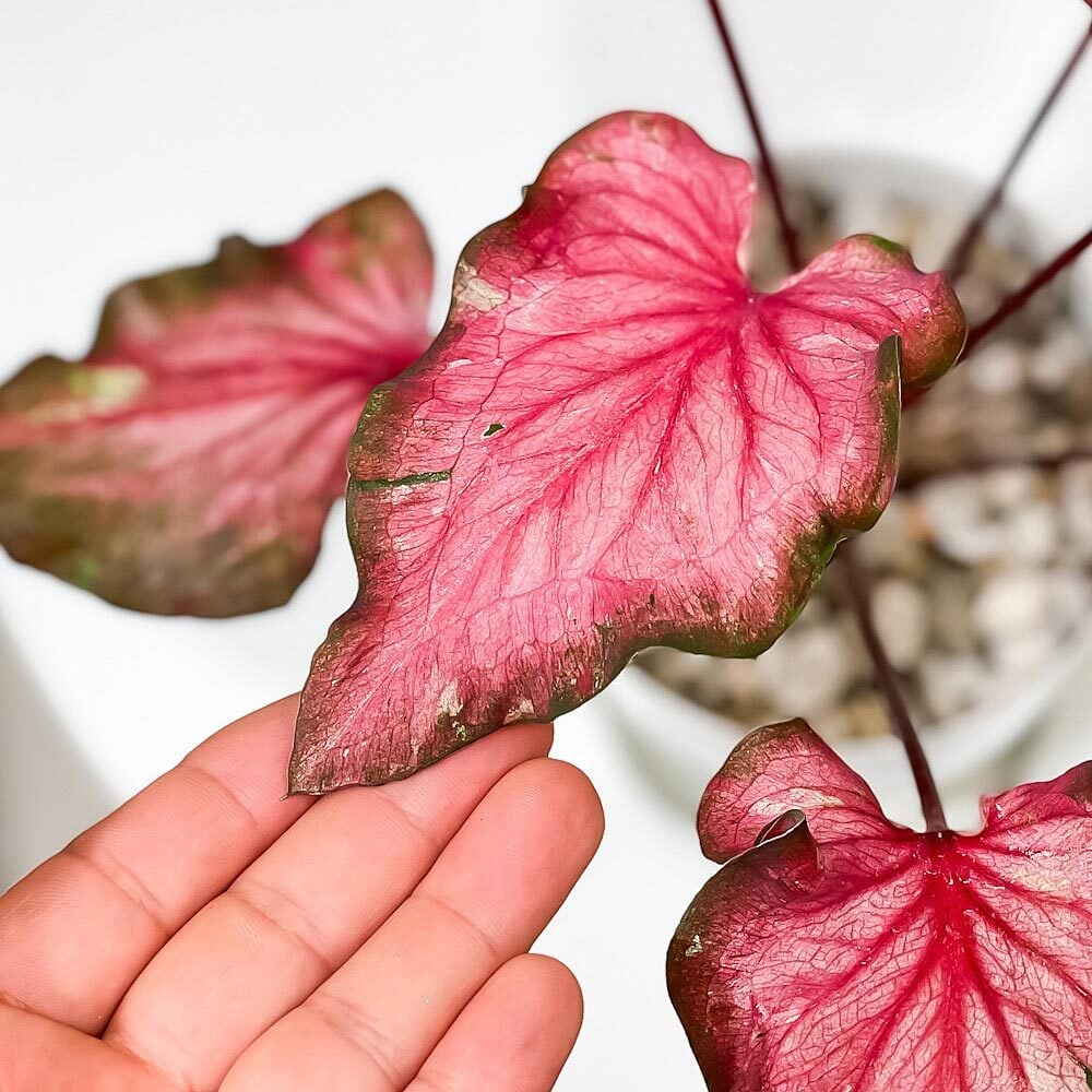 PLANCHU 観葉植物 カラジウム バイカラーフラミンゴ 4号鉢 受け皿付き 育て方説明書付き Caladium ‘Bicolor Flamingo’ カラディウム カラジューム アロイド