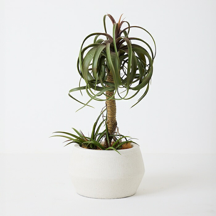 観葉植物 造花 チランジア ミックス BROWN 全高約81cm 中型 フェイクグリーン 本物そっくり おしゃれ インテリア 人工観葉植物 アーティフィシャルグリーン オフィス 店舗 ホテル 開店祝い 室内 エアプランツ フェイク