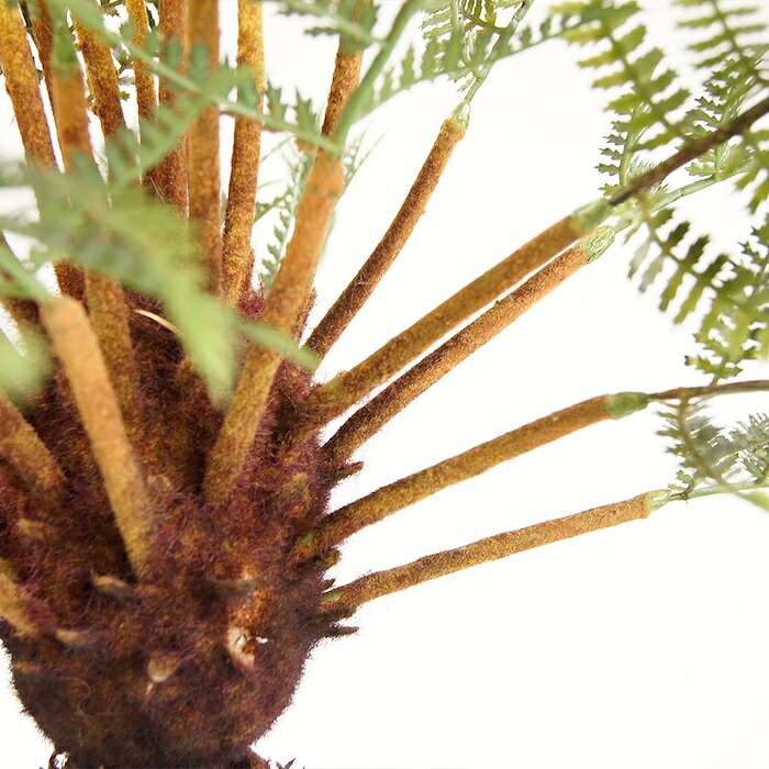 観葉植物 造花 ディクソニア BROWN 全高約183cm 大型 フェイクグリーン 高級 本物そっくり リアル おしゃれ 珍しい インテリア 人工観葉植物 アーティフィシャルグリーン オフィス 店舗 ホテル 開店祝い 室内 リビング 玄関 風水 木性シダ