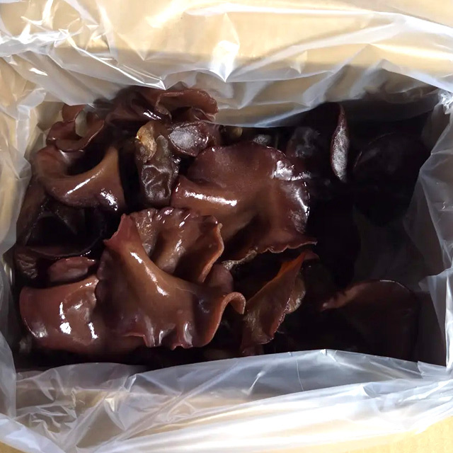 北海道産 朝採り生きくらげ 1kg 菌床栽培・無農薬 ぷりぷり肉質 送料無料 ※沖縄は送料別途加算