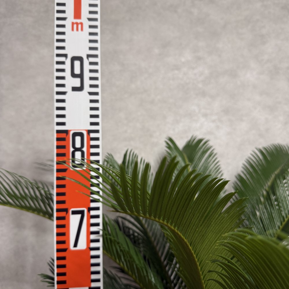 現品 観葉植物 ソテツ 蘇鉄 高さ80cm 10号鉢苗 大型種類 大きい 鉢植え 和風 和室 南国 おしゃれな室内インテリア 日陰 風水 玄関 リビング 初心者におすすめ 簡単で育てやすい 耐陰性 部屋 屋外 かわいい ベランダ プレゼント ギフト 開店祝い 結婚祝い 窓際 テレビ横 モダン 贈答