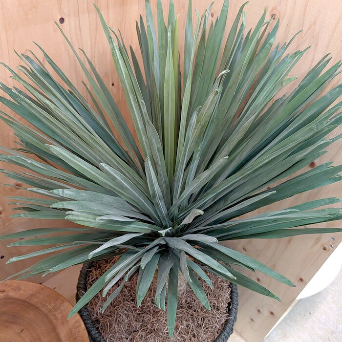 観葉植物 造花 ユッカ・リギダ BROWN 全高約88cm フェイクグリーン 高級 本物そっくり リアル おしゃれ 多肉植物 インテリア 人工観葉植物 アーティフィシャルグリーン ドライガーデン モダン オフィス 店舗 開店祝い 室内 リビング 玄関 風水 青年の木