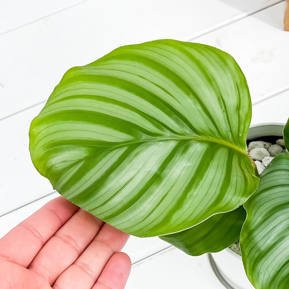 PLANCHU 観葉植物 カラテア オルビフォリア 4号鉢 受け皿付き 育て方説明書付き Calathea orbifolia