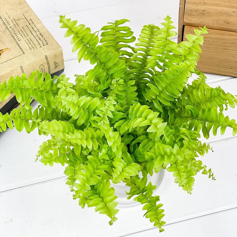 PLANCHU 観葉植物 ネフロレピス ツデー 3.5号鉢 受け皿付き 育て方説明書付き Nephrolepis exaltata ‘Teddy Junior’ ボストンファーン ボストンファン シダ植物
