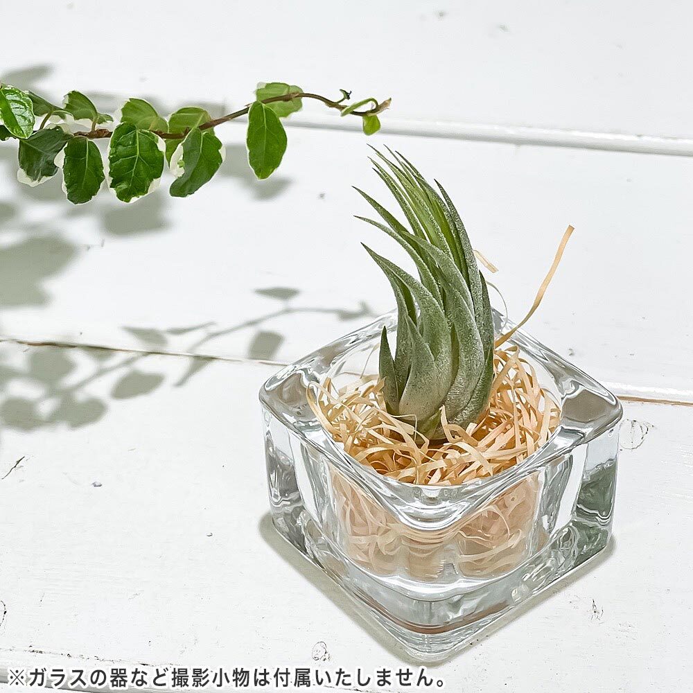 PLANCHU エアプランツ ティランジア コルビー Sサイズ 1株 W3×H5cm前後 育て方説明書付き Tillandsia scaposa スカポーサ エアープランツ チランジア