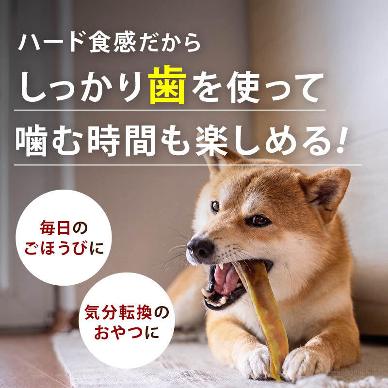 前田家 国産 豚耳 スライス 幅広 約1.5～2cm 70g/160g 無添加 無着色 犬用おやつ 硬め 噛み応え ハードタイプ ペットフード ガム 1000円ポッキリ 送料無料 MAEDAYA