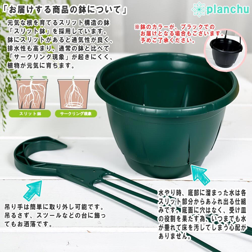 PLANCHU 観葉植物 ネフロレピス ツデー 7号吊り鉢 育て方説明書付き Nephrolepis exaltata ‘Teddy Junior’ ボストンファーン ボストンファン シダ植物