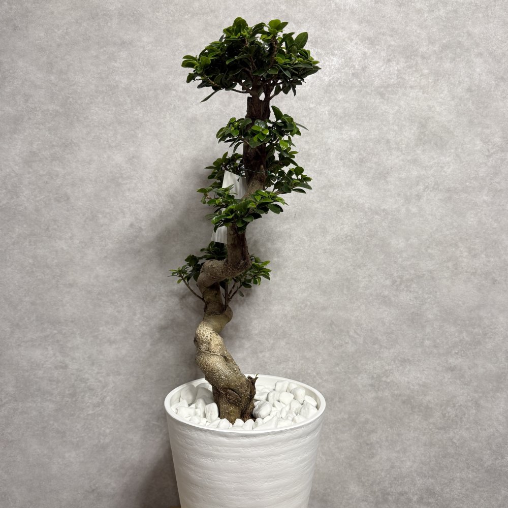 現品 ガジュマル 観葉植物 曲がり 8号鉢苗 大型 盆栽 登り樹 昇り竜 室内 珍しい 希少種 多幸の木 幸福をもたらす精霊が住むガジュマルの木 おしゃれなインテリア 結婚祝い 新築祝い 開店祝い 開業祝い 誕生日 母の日 父の日 記念日 プレゼントギフト 肥料別売り 敬老の日