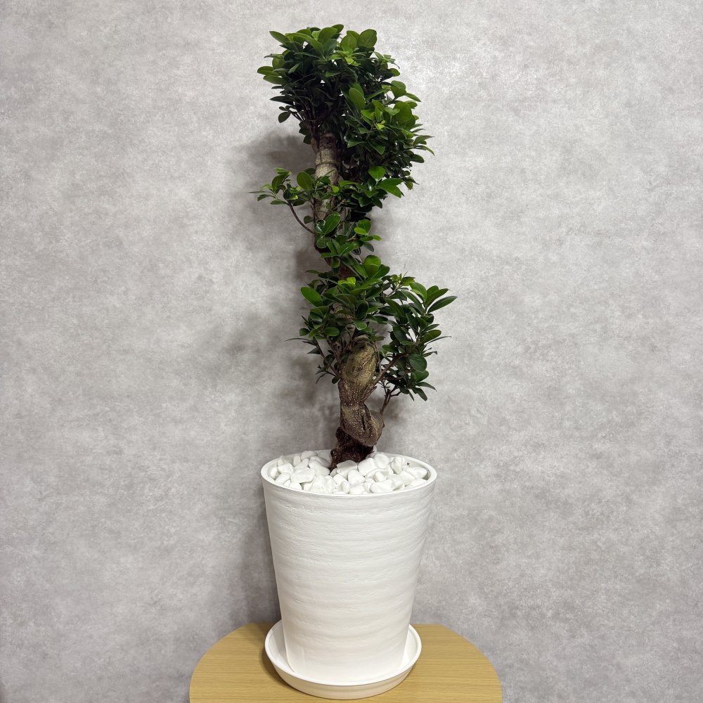 現品 ガジュマル 観葉植物 曲がり 8号鉢苗 大型 盆栽 登り樹 昇り竜 室内 珍しい 希少種 多幸の木 幸福をもたらす精霊が住むガジュマルの木 おしゃれなインテリア 結婚祝い 新築祝い 開店祝い 開業祝い 誕生日 母の日 父の日 記念日 プレゼントギフト 肥料別売り 敬老の日
