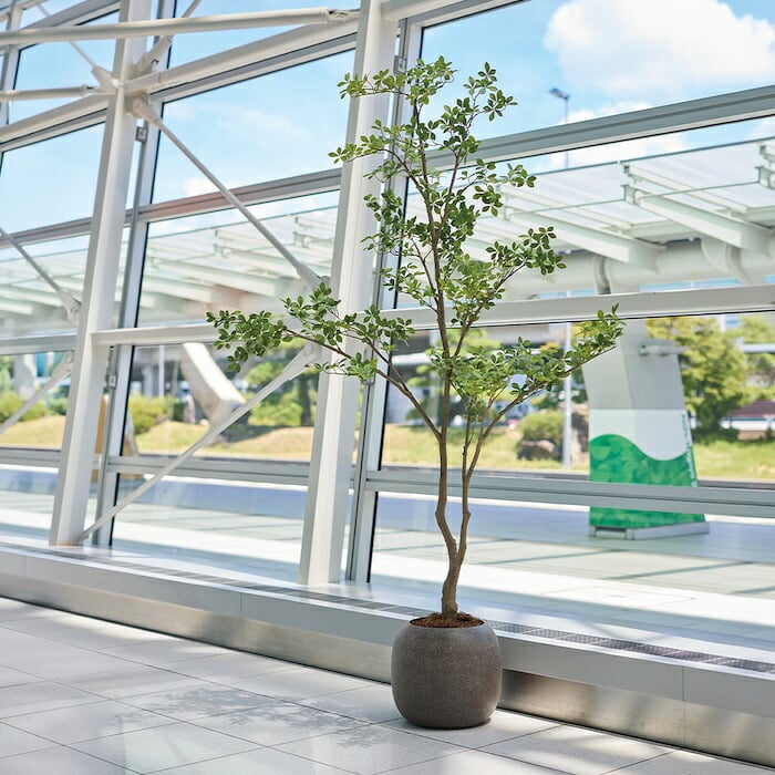観葉植物 造花 クチナシ BROWN 全高約280cm 特大 大型 フェイクグリーン 高級 本物そっくり リアル おしゃれ 和風 和モダン インテリア 人工観葉植物 アーティフィシャルグリーン 吹き抜け ロビー オフィス 店舗 ホテル 旅館 開店祝い 室内 風水 庭木 くちなし