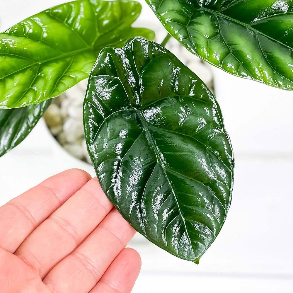 PLANCHU 観葉植物 アロカシア シヌアータ 4号鉢 受け皿付き 育て方説明書付き Alocasia sinuata アロイド ブルラータ