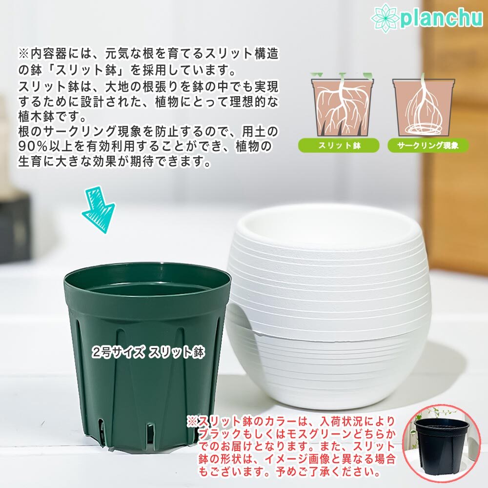 PLANCHU 観葉植物 アロカシア スティングレイ 3号丸鉢 受け皿付き 育て方説明書付き Alocasia macrorrhizos ‘Stingray’ アロイド