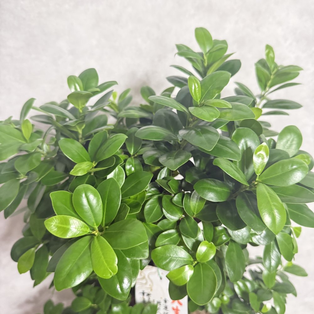 ガジュマル 観葉植物 八の字 8号鉢苗 大型 盆栽 末広がりの8の字 室内 珍しい 希少種 多幸の木 幸福をもたらす精霊が住むガジュマルの木 おしゃれなインテリア 結婚祝い 新築祝い 開店祝い 開業祝い 誕生日 母の日 父の日 記念日 プレゼントギフト 肥料別売り 敬老の日