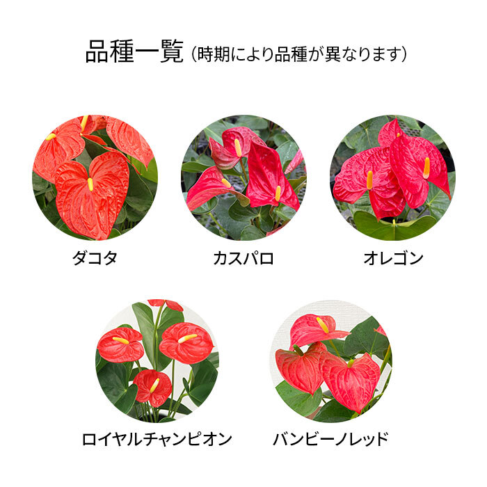 アンスリウム 赤 6号 角プラ 高さ約60cm 観葉植物