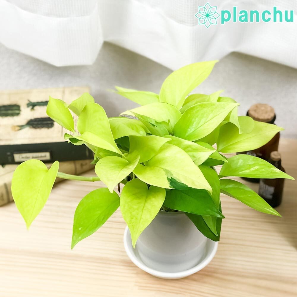 観葉植物 ポトス 3種セット ゴールデン ライム マーブルクイーン 4号鉢 受け皿付き 育て方説明書付き エピプレムヌム
