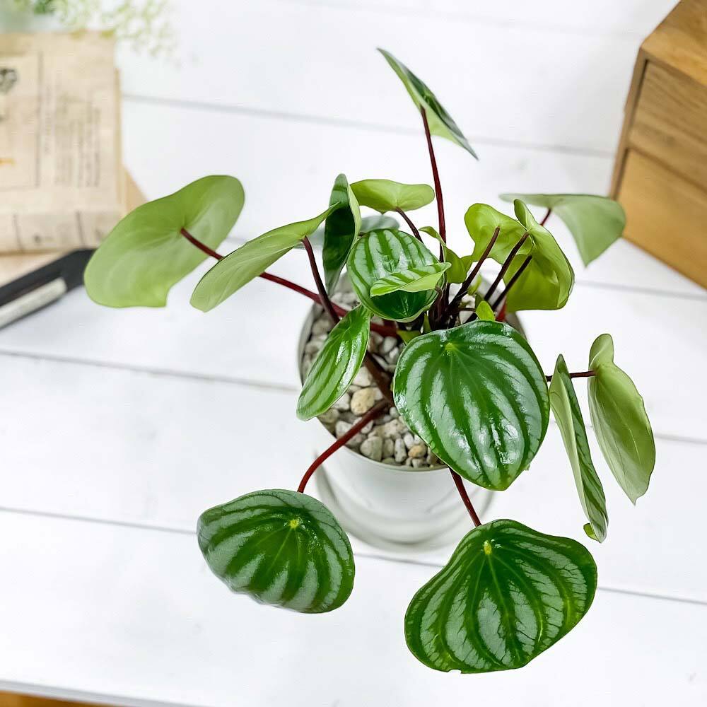 PLANCHU 観葉植物 ペペロミア アルギレイア 4号鉢 受け皿付き 育て方説明書付き Peperomia argyreia スイカペペ