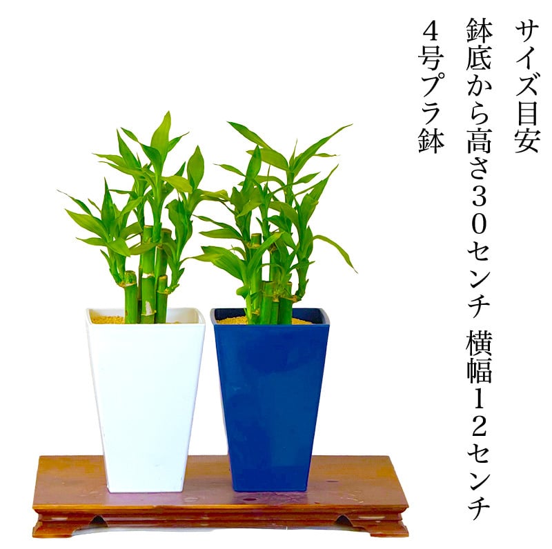 ミリオンバンブー ドラセナ 寄せ植え 幸福の木 職人仕立て 育てやすい観葉植物 空気清浄効果 おしゃれ 本物 室内 カフェ風 初心者向 育てやすい お祝い プレゼント インテリア グリーン ギフト 御祝 新築祝 開店祝 送料無料