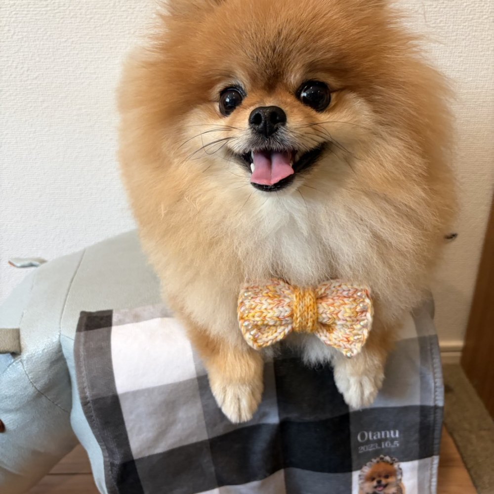 ペットのお写真で作るハンドタオル(ハンカチ) For PAPA | 名入れ・記念日いり【送料無料】お誕生日 母の日 父の日 敬老の日 還暦祝い クリスマスプレゼント うちの子グッズ