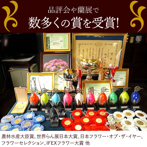 ＼早割！8/31の16時まで／ 敬老の日 ギフト プレゼント 早割 人気 花 生花 蘭 胡蝶蘭 鉢植え ミディ 2.5号 洋蘭園 フラワーギフト バウムクーヘン スイーツ お菓子 洋菓子 花とお菓子 60代 70代 80代 90代 おじいちゃん おばあちゃん 孫 孫から おいもや