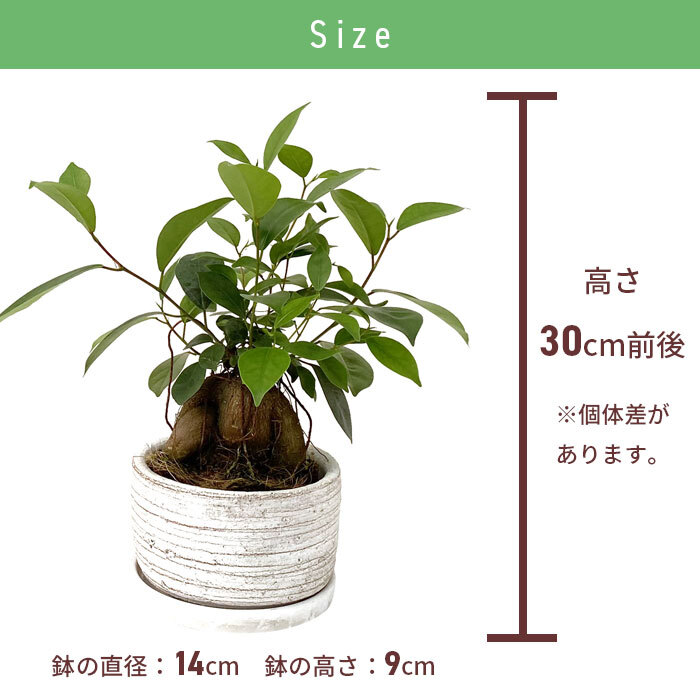 ガジュマル 5号 利休浅陶器 高さ約30cm 観葉植物