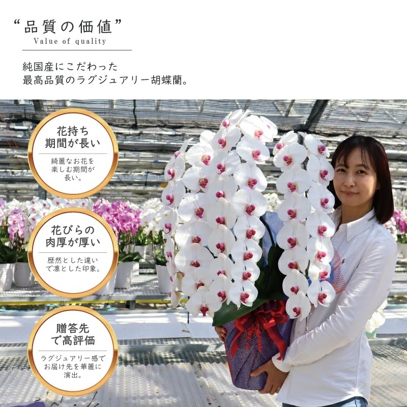 純国産 胡蝶蘭 花持ち長い 大輪3本立ち 45輪～ 【雪紅（せっこう）白赤】 産地直送 お祝い プレゼント 花 ギフト 贈り物 母の日 お供え お誕生日 開店祝い 開業祝い 移転祝い 就任祝い 昇進祝い 当選祝い 当日発送 王立園芸協会登録商品