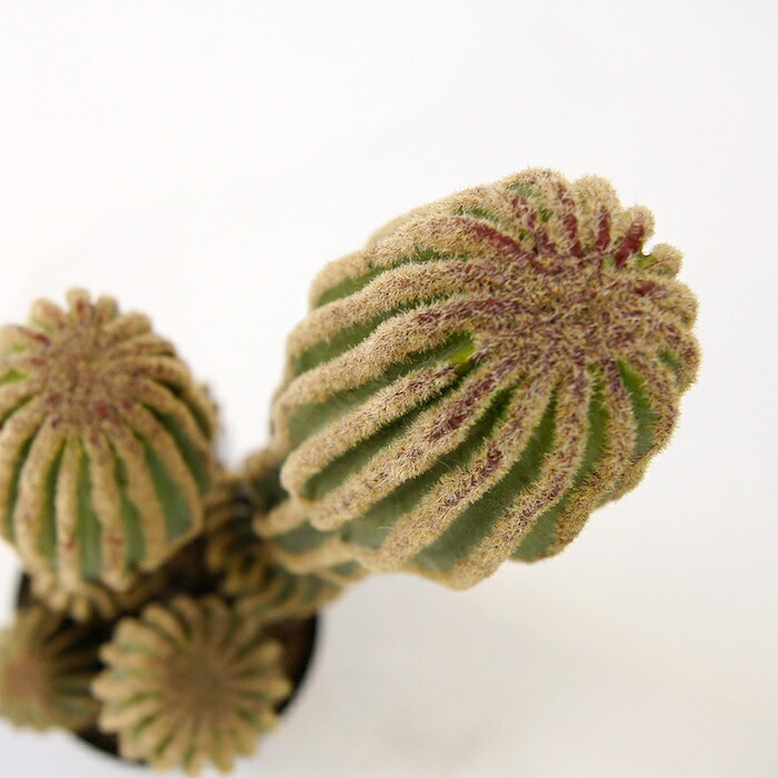 観葉植物 造花 柱サボテン BROWN 全高約91cm 中型 フェイクグリーン 本物そっくり おしゃれ インテリア 人工観葉植物 アーティフィシャルグリーン オフィス 店舗 ホテル 開店祝い 室内 サボテン カクタス フェイク