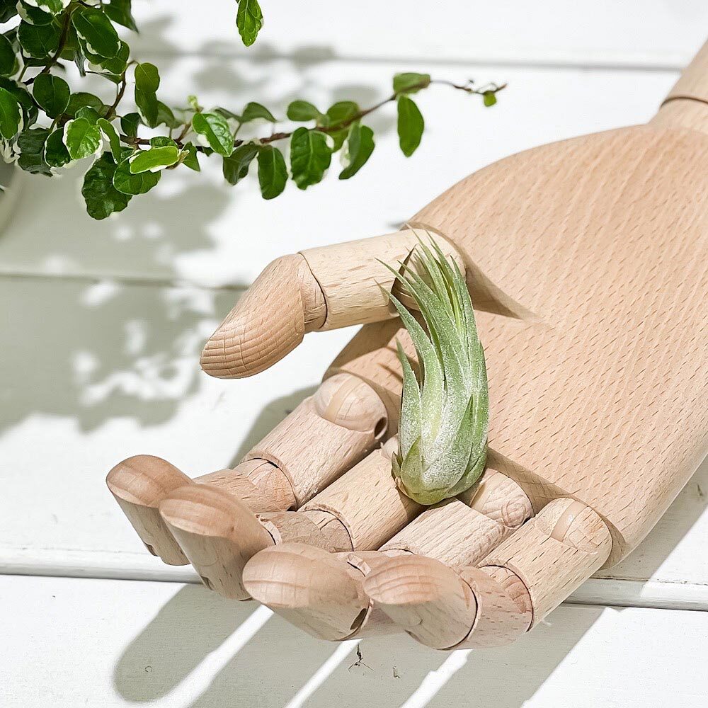 PLANCHU エアプランツ ティランジア コルビー Sサイズ 1株 W3×H5cm前後 育て方説明書付き Tillandsia scaposa スカポーサ エアープランツ チランジア