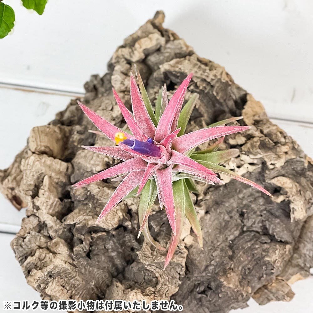 PLANCHU エアプランツ ティランジア イオナンタ バンハイニンギー Lサイズ 1株 W6×H6cm前後 育て方説明書付き Tillandsia ionantha var. vanhyningii エアープランツ チランジア