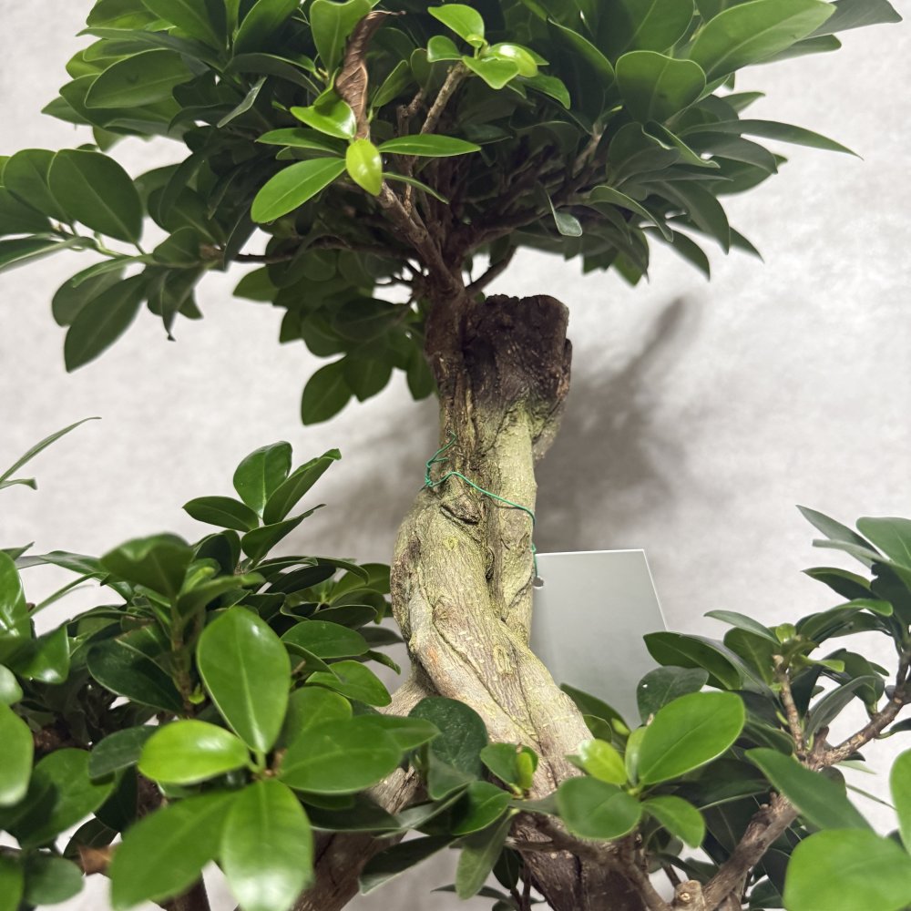 ガジュマル 観葉植物 八の字 8号鉢苗 大型 盆栽 末広がりの8の字 室内 珍しい 希少種 多幸の木 幸福をもたらす精霊が住むガジュマルの木 おしゃれなインテリア 結婚祝い 新築祝い 開店祝い 開業祝い 誕生日 母の日 父の日 記念日 プレゼントギフト 肥料別売り 敬老の日