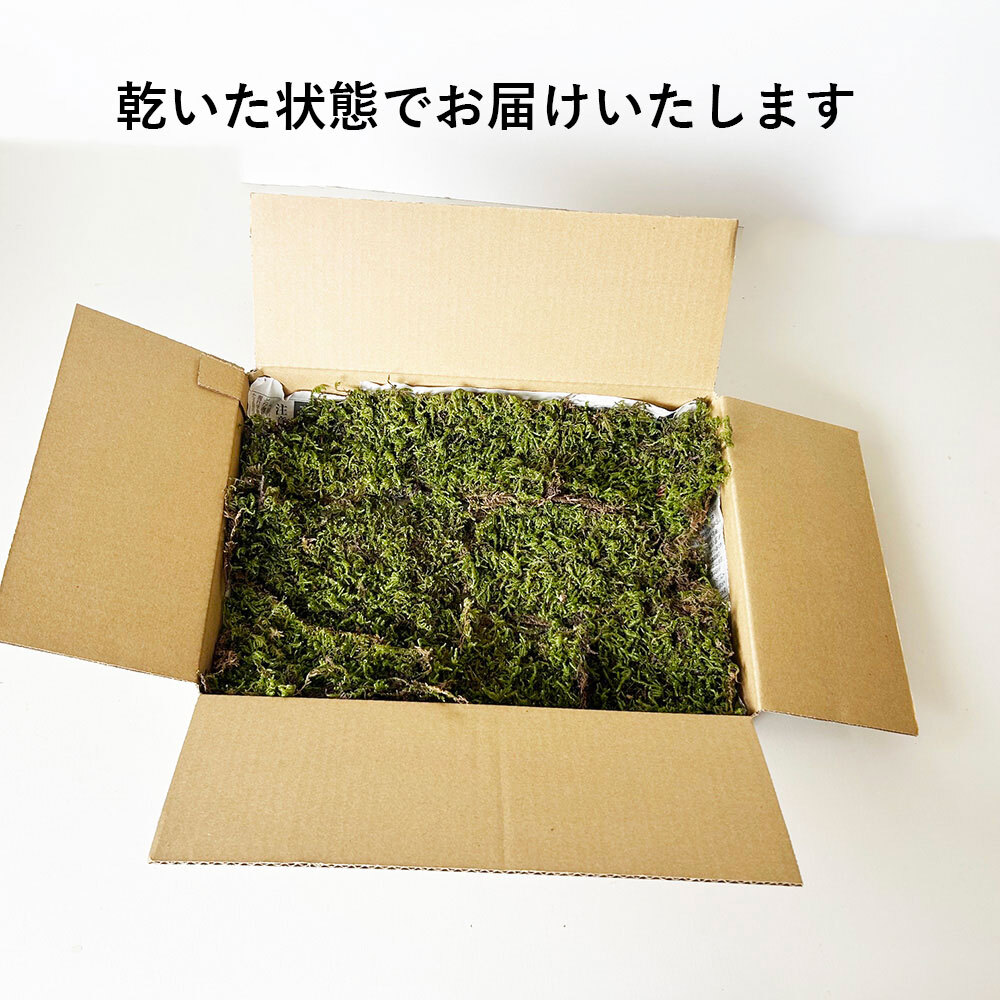 ハイゴケシート 31×23ｃｍ 箱入り ボックス 大きめ 苔玉作り こけだま 手直し