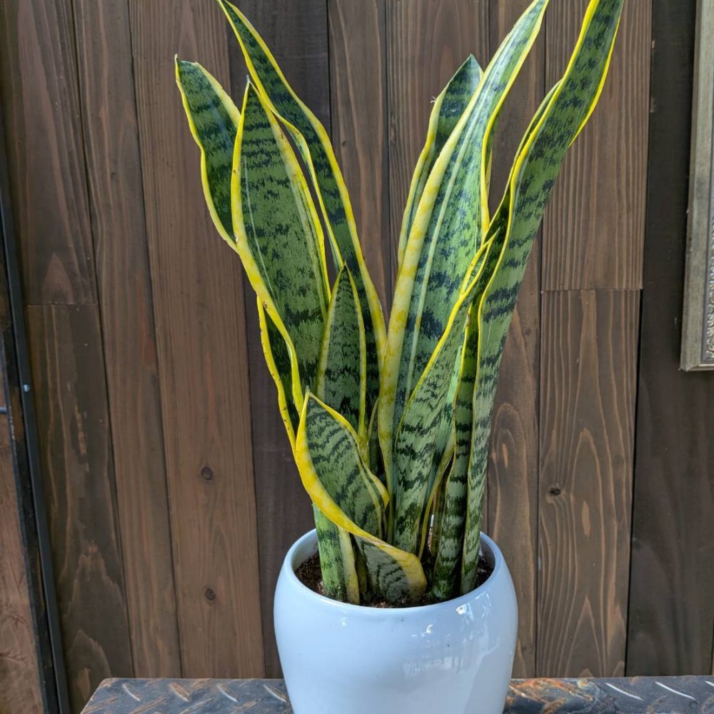 サンスベリア 小型 観葉植物 プレゼント お祝いリビング オフィス 事務所 インテリア おしゃれ 初心者 育てやすい ガーデニング 御祝 お祝い 新築祝い 引越し祝い プレゼント 人気 幸運の木 風水 インテリア オシャレ 開店祝い 結婚式 新築祝い 就職祝い 開業祝い 記念日 引越し祝い 移転祝い おしゃれ 花 ギフト