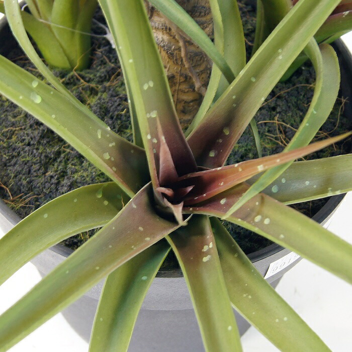 観葉植物 造花 チランジア ミックス BROWN 全高約81cm 中型 フェイクグリーン 本物そっくり おしゃれ インテリア 人工観葉植物 アーティフィシャルグリーン オフィス 店舗 ホテル 開店祝い 室内 エアプランツ フェイク
