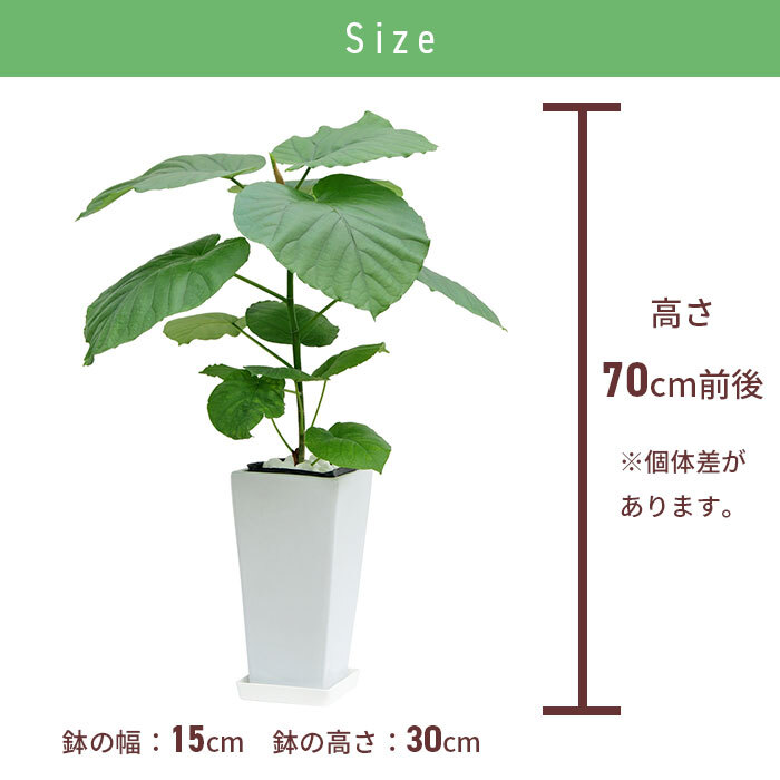 ウンベラータ 6号 角高陶器 高さ約70cm 観葉植物