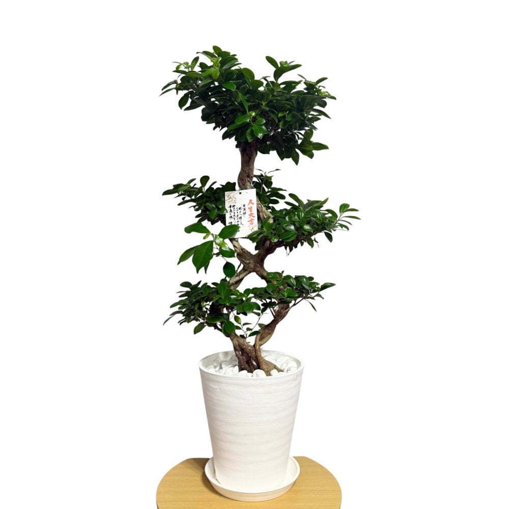 ガジュマル 観葉植物 八の字 8号鉢苗 大型 盆栽 末広がりの8の字 室内 珍しい 希少種 多幸の木 幸福をもたらす精霊が住むガジュマルの木 おしゃれなインテリア 結婚祝い 新築祝い 開店祝い 開業祝い 誕生日 母の日 父の日 記念日 プレゼントギフト 肥料別売り 敬老の日