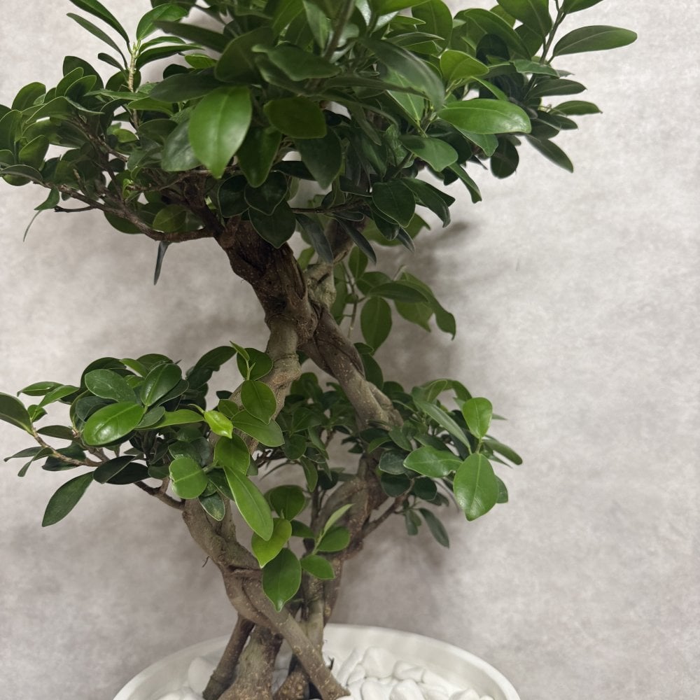 ガジュマル 観葉植物 八の字 8号鉢苗 大型 盆栽 末広がりの8の字 室内 珍しい 希少種 多幸の木 幸福をもたらす精霊が住むガジュマルの木 おしゃれなインテリア 結婚祝い 新築祝い 開店祝い 開業祝い 誕生日 母の日 父の日 記念日 プレゼントギフト 肥料別売り 敬老の日
