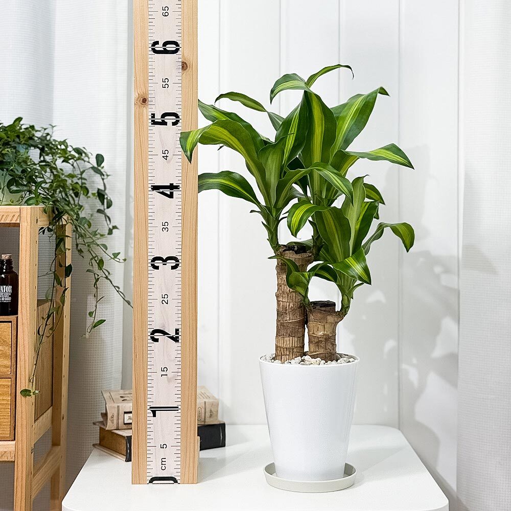 PLANCHU 観葉植物 ドラセナ マッサンゲアナ 5号鉢 受け皿付き 育て方説明書付き Dracaena fragrans ‘Massangeana’ 幸福の木