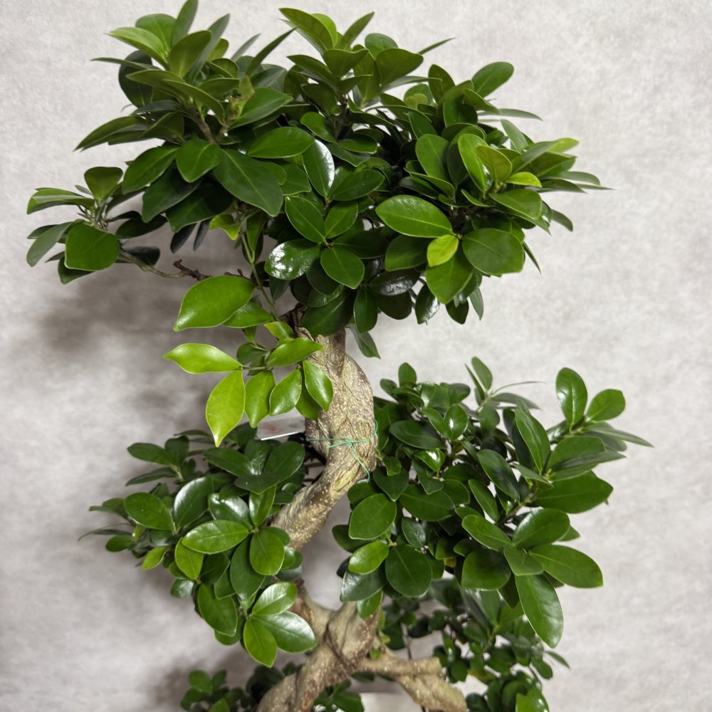 ガジュマル 観葉植物 八の字 8号鉢苗 大型 盆栽 末広がりの8の字 室内 珍しい 希少種 多幸の木 幸福をもたらす精霊が住むガジュマルの木 おしゃれなインテリア 結婚祝い 新築祝い 開店祝い 開業祝い 誕生日 母の日 父の日 記念日 プレゼントギフト 肥料別売り 敬老の日